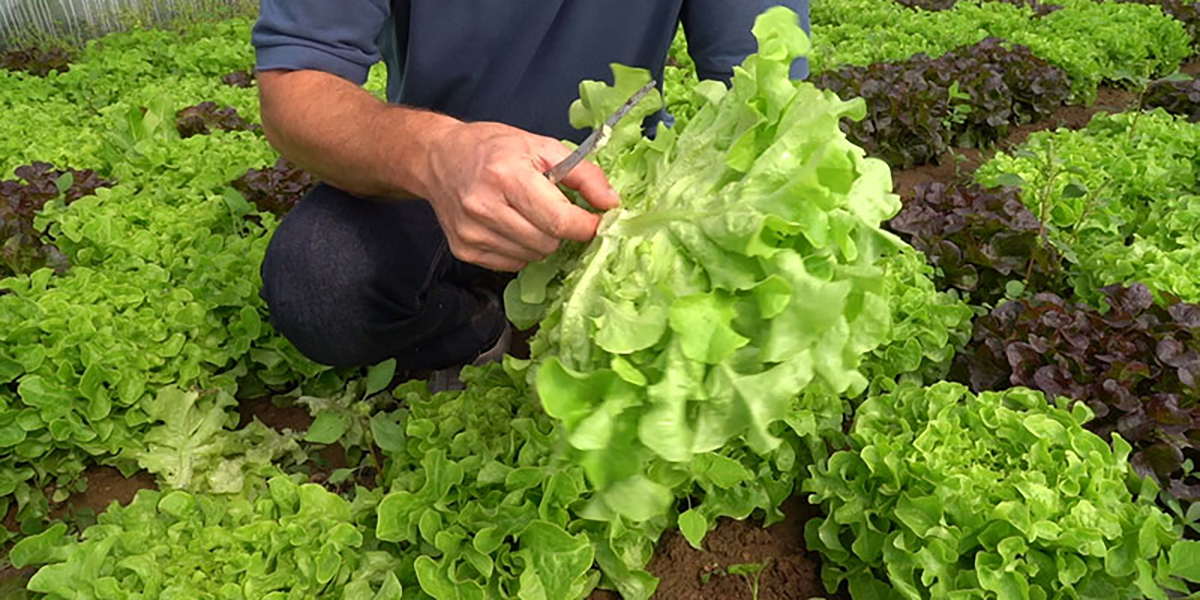 CIFO contro la stanchezza del suolo: strategia che rigenera la produttività orticola